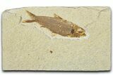 Detailed Fossil Fish (Knightia) - Wyoming #330821-1